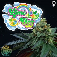 Perfect Tree Seeds Lime Ozz (PEACH OZZ LINE)