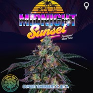 Perfect Tree Seeds Midnight Sunset (JET A LINE FEM)