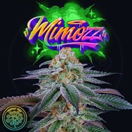 Perfect Tree Seeds Mimozz (PEACH OZZ LINE)