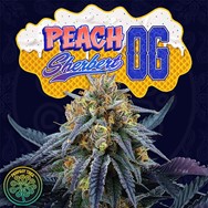 Perfect Tree Seeds Peach Sherbert OG (PEACH OZZ LINE)