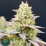 Perfect Tree Seeds Perfect Triangle x Peach Ozz
