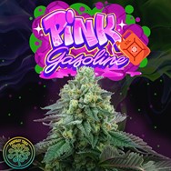 Perfect Tree Seeds Pink Gasoline (PEACH OZZ LINE)