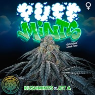 Perfect Tree Seeds Puff Mints (JET A LINE FEM)