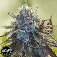 Pheno Finder Seeds AUTO Hubba Bubba