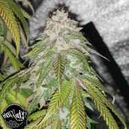 Pheno Finder Seeds AUTO Pink Lemonz