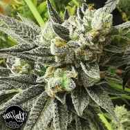 Pheno Finder Seeds Britscotts OG