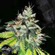 Pheno Finder Seeds The Notorious Z