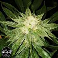 Pheno Finder Seeds Peach Gasoline