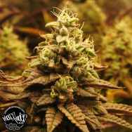 Pheno Finder Seeds Pineapple Cubez