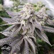 Pheno Finder Seeds White Chocolate Orange