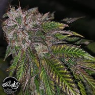 Pheno Finder Seeds Dirty Kuntz