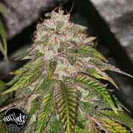 Pheno Finder Seeds GMO Rainbowz