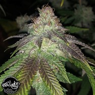 Pheno Finder Seeds Kuntz