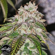 Pheno Finder Seeds Kuntz N Cream