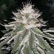 Pheno Finder Seeds Mac 11