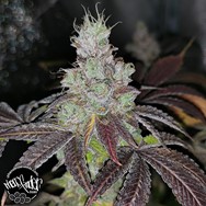 Pheno Finder Seeds Sour Kuntz