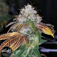 Pheno Finder Seeds Southern Kuntz