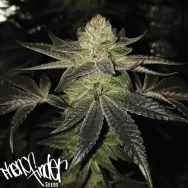  Pheno  Finder  Cannabis Seeds The CHOICE SeedBank UK