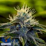 Positronics Seeds Afghan Express