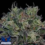 Positronics Seeds Black Widow