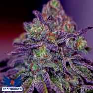 Positronics Seeds Blue Rhino