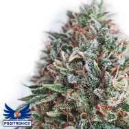 Positronics Seeds CBD + Critical #47