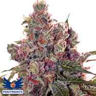 Positronics Seeds Grapefruit