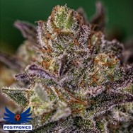 Positronics Seeds Purple Cherry