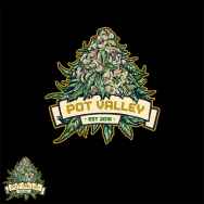 Pot Valley Seeds Candy Twist