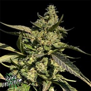 Pure Instinto Seeds Apple OG