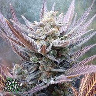 Pure Instinto Seeds Cherry Cookies