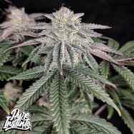 Pure Instinto Seeds Cherry Melt