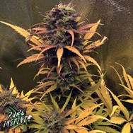 Pure Instinto Seeds Girl Scout Kush AUTO