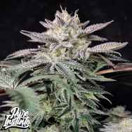 Pure Instinto Seeds Golden Truffle