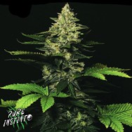 Pure Instinto Seeds Gorilla Cookies