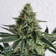 Pure Instinto Seeds Lemon Storm