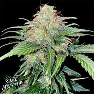 Pure Instinto Seeds Mandarine Cream AUTO