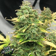 Pure Instinto Seeds Mimosa Cake AUTO