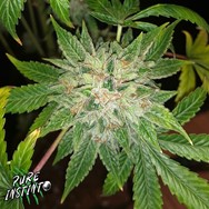 Pure Instinto Seeds Shiskaberry