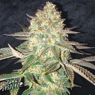 Pure Instinto Seeds Spooky OG