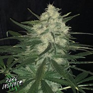 Pure Instinto Seeds Sticky Gorilla #4