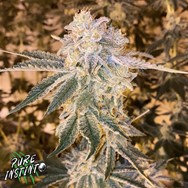 Pure Instinto Seeds Watermelon Zkittles