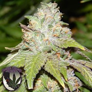 Purple Caper Seeds Alien OG