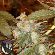 Purple Caper Seeds Chocolate OG