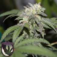 Purple Caper Seeds Gelato X