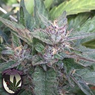 Purple Caper Seeds Granddaddy OG