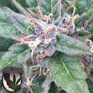 Purple Caper Seeds Grape OG