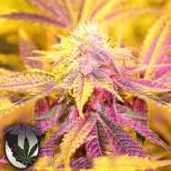 Purple Caper Seeds Key Lime Zkittlez