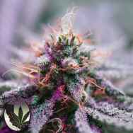 Purple Caper Seeds MAC Daddy