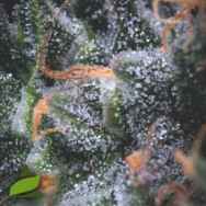 Pyramid Seeds AUTO Black Cherry Punch USA Range